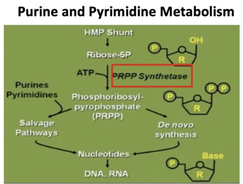 Purine and Pyrimidine Metabolism Flashcards | Quizlet