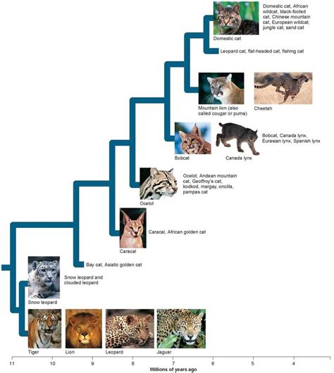 How to Build a Family Tree - How We Name Living Things - The Evolution ...