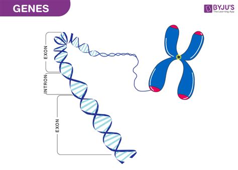 Genes – Characteristics, Structure and Functions of Gene