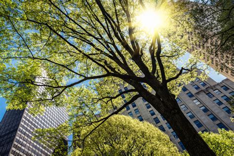 Increased tree cover could prevent heat-related deaths in cities ...