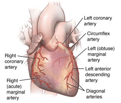 2-1 Anatomy of coronary arteries [2] | Download Scientific Diagram