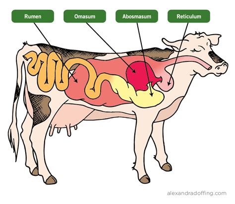 Cows digestive track | Cow digestive system, Cow stomach, Large animal vet