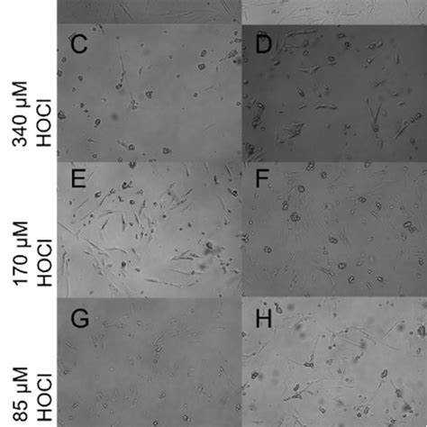 Bright-field microscopy. Bright-field microscopy images of the changes ...