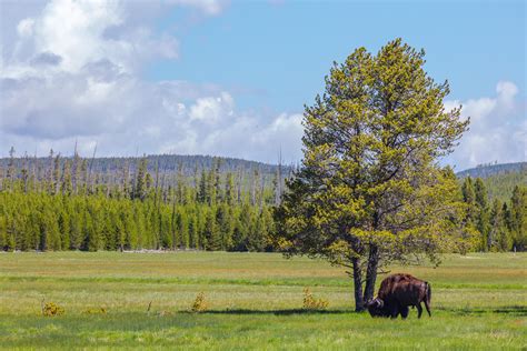 Grazing Bison, Yellowstone : r/NationalPark