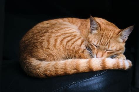 15 Common Cat Sleeping Positions and What They Mean