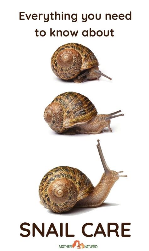 Keeping Pet Snails: Everything you need to know about their care! | Pet ...