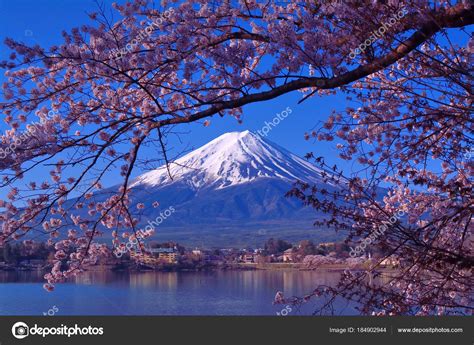 Mount Fuji Cherry Blossom