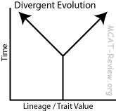 Evolution - MCAT Review