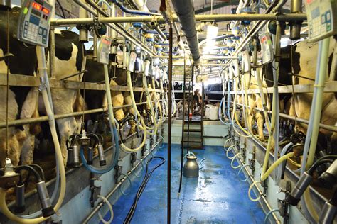 Inside the milk machine: How a dairy farm works – How It Works