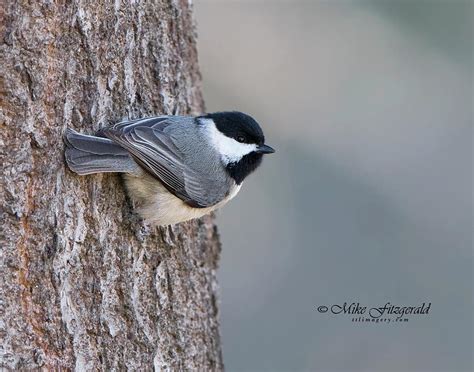 Carolina Chickadee Photograph by Mike Fitzgerald