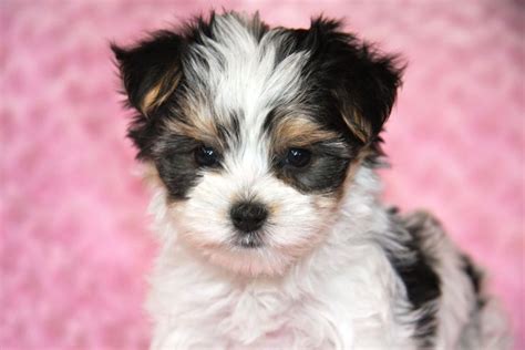 Morkie puppies, Puppies, Puppy pictures