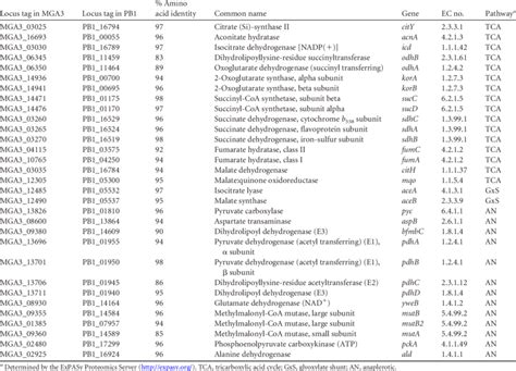 Genes involved in the TCA cycle, glyoxylate shunt, and anaplerotic ...