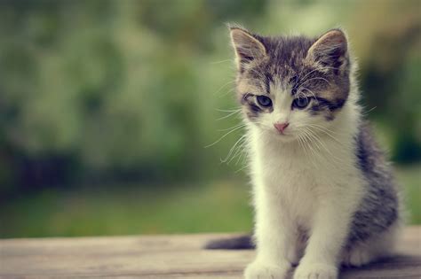 Cute Cat Wallpapers (67+ images)