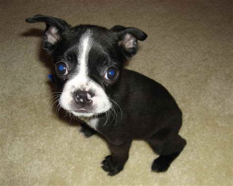 Boston Terrier Rescue Puppies | PETSIDI