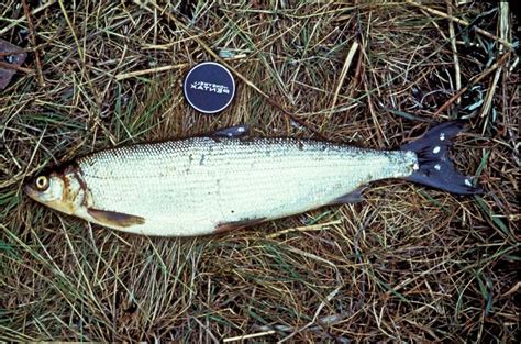 Free picture: least, cisco, fish, grass, coregonus sardinella