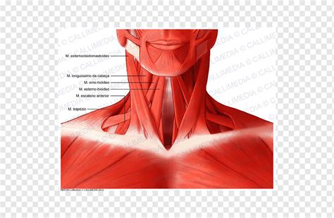 Sternocleidomastoid muscle Anatomi kepala dan leher Tubuh manusia, Otot ...