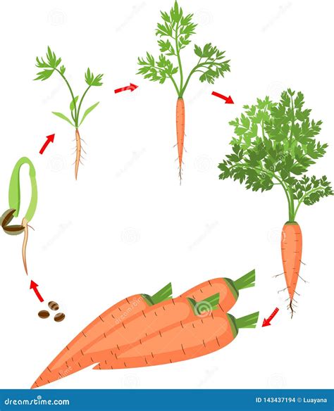 Carrot Plant Growth Stages Infographic Elements. Growing Process Of ...