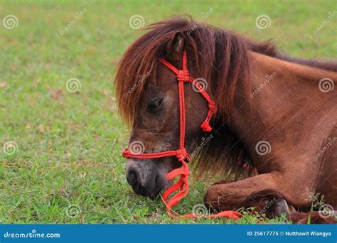 Dwarf horse stock image. Image of grass, mammal, grazing - 25617775