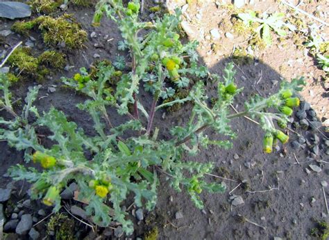 Common Garden Weeds Identification