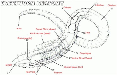 Earthworm Anatomy Worksheets | Earthworms, Anatomy, Apologia biology