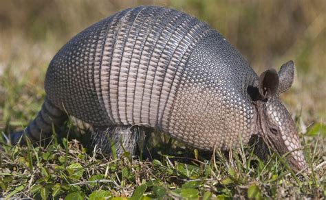 10 Facts About Armadillos