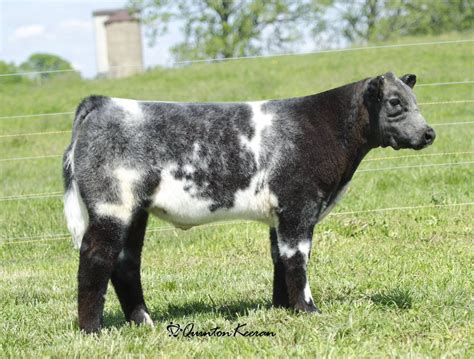 Blue Roan Shorthorn | Animals, Show cattle, Show cows