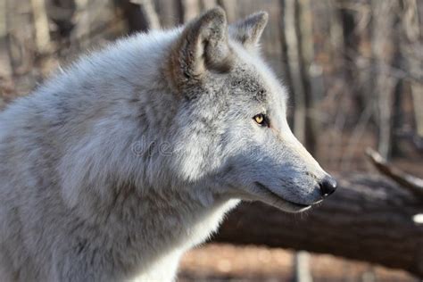 North American Gray Wolf stock photo. Image of wildlife - 23510804