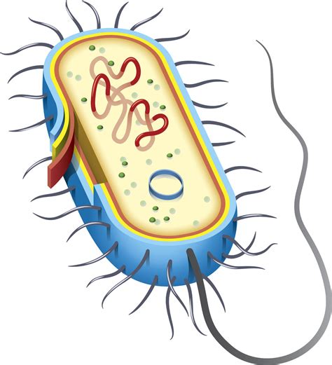 Diagram Of A Bacterium