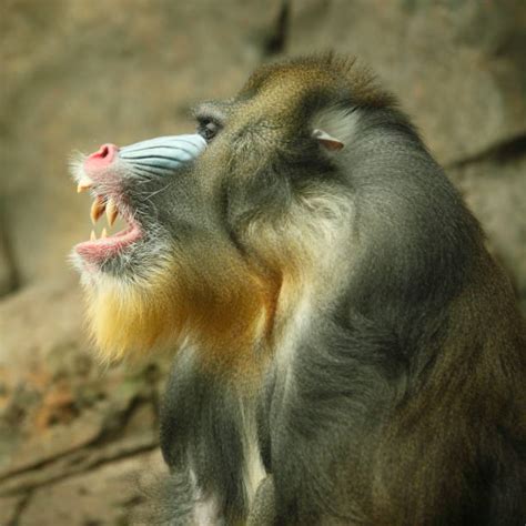 120+ Mandrill Teeth Stock Photos, Pictures & Royalty-Free Images - iStock