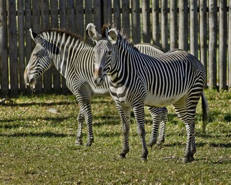 Zoo Animals in Sioux Falls, SD | Great Plains Zoo & Delbridge Museum of ...