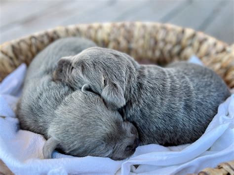 Silver Labrador Retriever Puppies for Sale | Silver and Charcoal Kennels