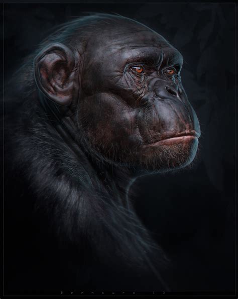 Primate Anatomy tutorial by BenMauro on DeviantArt