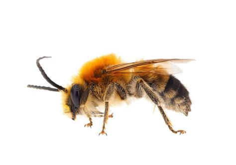 Long-horned Bee Isolated on White Background, Eucera Longicornis Stock ...