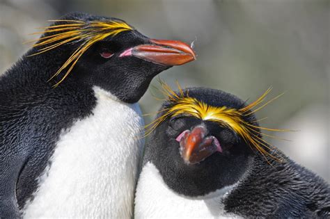 Study reveals 60 million years of penguin evolution | Mirage News