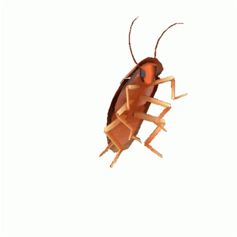 Roach Cockroach Sticker - Roach Cockroach Meme - Discover & Share GIFs ...