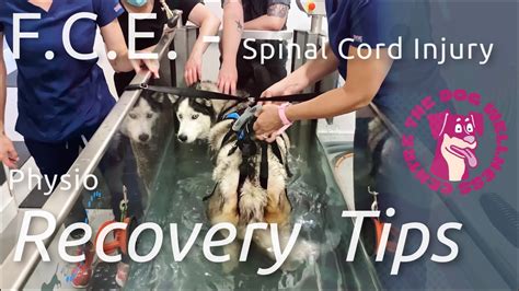 FCE overview – Spinal Cord Injury in Dogs. Obi’s Recovery & Physio Tips ...