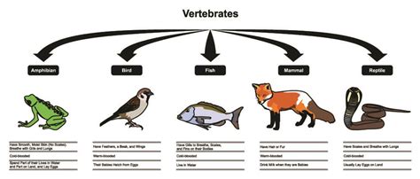 Vertebrates Characteristics