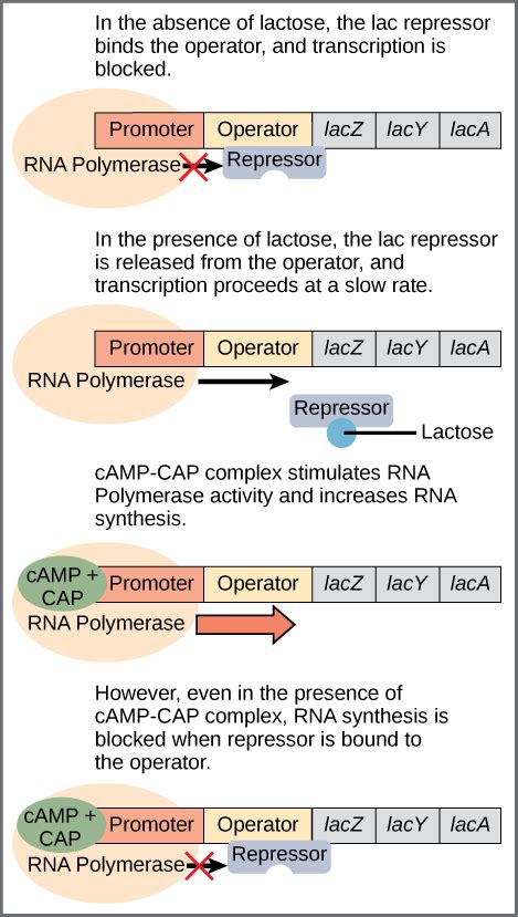 16.2: Prokaryotic Gene Regulation - Biology LibreTexts