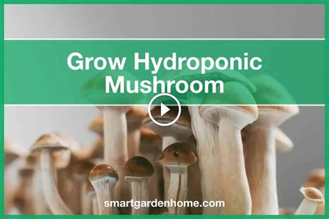 How to Grow Hydroponic Mushrooms (No Soil Needed) - Smart Garden and Home