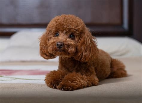 Toy Poodle Dog Breed Health and Care | PetMD