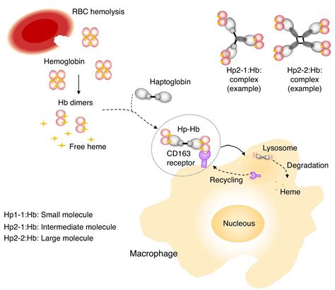 Haptoglobin: Test, High & Low Levels + Genetics - SelfHacked