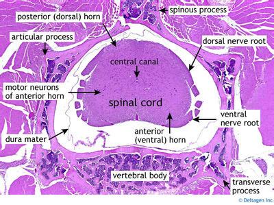 Central Nervous System Histology - Spinal Cord - Vertebra and spinal ...