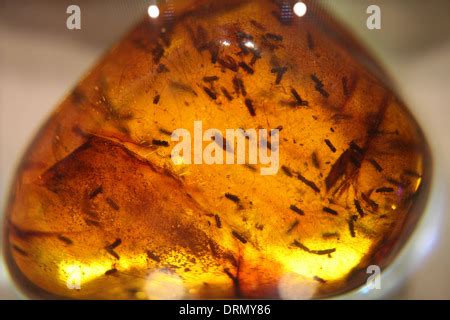 Dominican amber with insects fossilized inside in the museum Mundo del ...