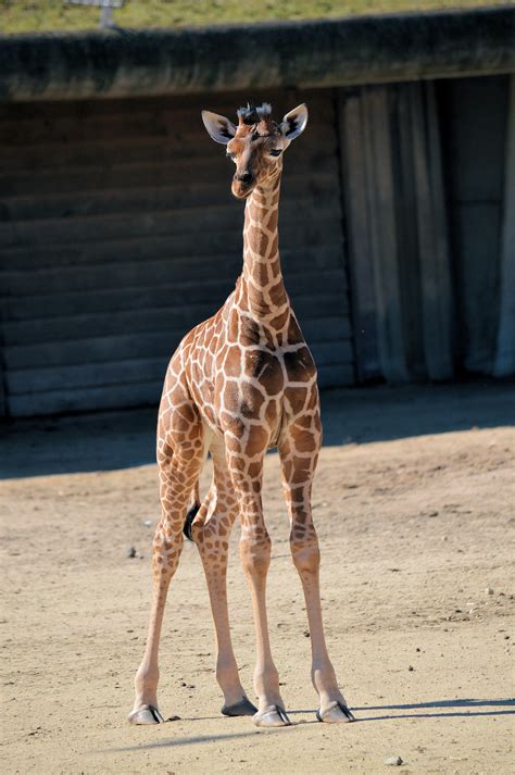 Baby Giraffe Free Stock Photo - Public Domain Pictures