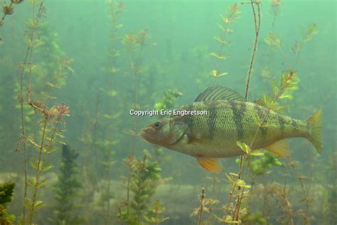 Yellow Perch | Engbretson Underwater Photography