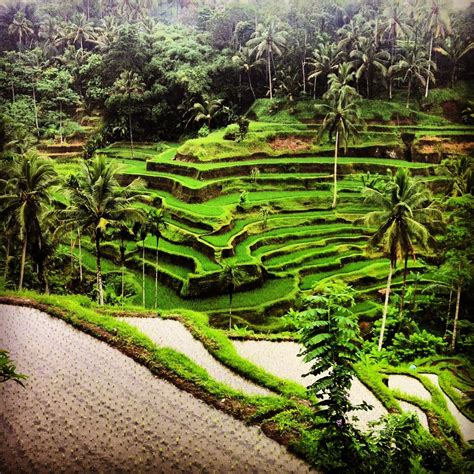 Pin on Rice Terrace Ceking Tegallalang UBUD Bali