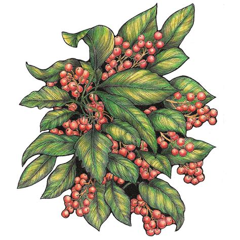 Fantasy leaves and berries, a colored pencil and ink drawing by Ilga ...