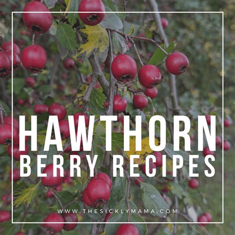 Hawthorn Berry Recipes - A Collection Of Hawthorn Food And Drink Ideas