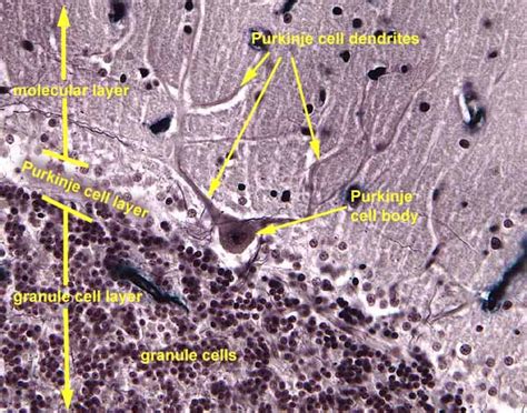 Purkinje Cells Histology