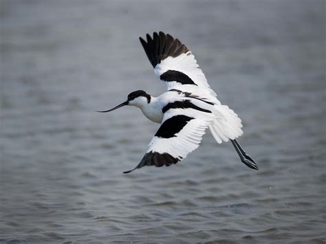 Avocet Bird Facts (Recurvirostra avosetta) | Birdfact